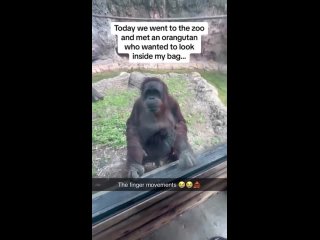 Любопытный орангутан требует от посетительницы показать содержимое сумочки