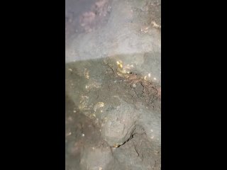 Scarabaeidae жуки навозники и их друзьяtan video