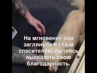 Вернули собаке щенков(240p).mp4