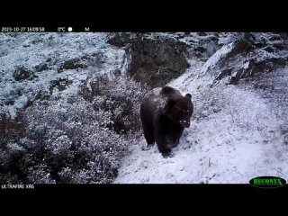 На Борусе проснулись медведи, сообщают специалисты Саяно-Шушенского заповедника. Они просят туристов быть осторожными и помнить