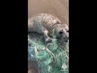 🥺Запутавшегося в рыболовной сети тюлененка спасли в Дагестане