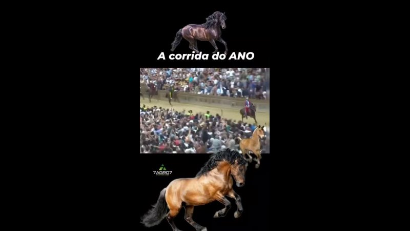 corrida cavalo