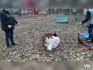 Video by Дрессировка собак в Вологде «ВАРЯГ»