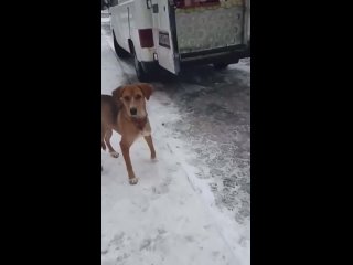 Жестокое из Белгорода: сволочи перерезали горло бродячей собаке просто так.