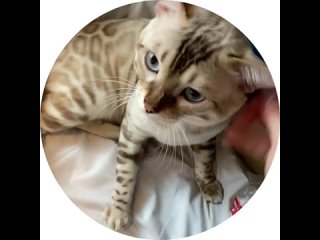Видео от  [Бенгальские котята], Тюмень