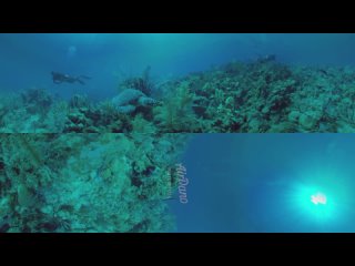 360°, Diving with turtle, stingray and jellyfish. 4K underwater video