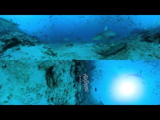 Diving with Sharks around the World. Underwater 8K 360 video