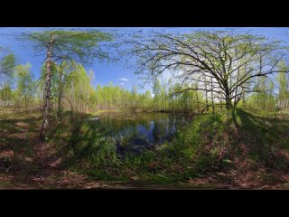 Four Seasons. Spring Forest. Relaxation 360 video in 12K