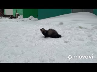 Видео от Питомник  хорьков из Сибирских Афин