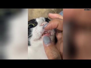 Самая милая и нелепая часть кота - его крошечные зубы