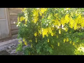 бобовник анагировидный, золотой дождь, бобовник анагиролистный, Laburnum anagyroides, лабурнум, бобовник обыкновенный