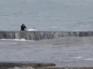 В Сочи женщина пыталась спасти мертвого дельфина сбросив его в море.