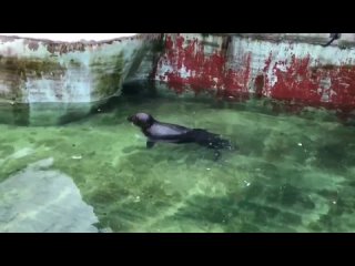 В Калининградском зоопарке тюленя-тирана отсадили от самки за плохое поведение