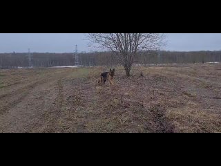 Видео от Племенной питомник немецких овчарок Vom Mairhof