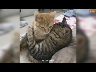 Best Funny Animals Videos 2024 😆 _ Funny and Cute Cats 🐈 and Dogs 🐕 Videos 3