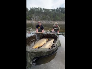 Video by Carpfishing. Спортивная ловля карпа