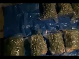 В Брянской области полицейские пресекли попытку сбыта 15 кг марихуаны