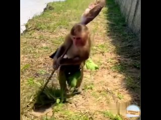 Рыболовные приключения обезьян: комедия на воде