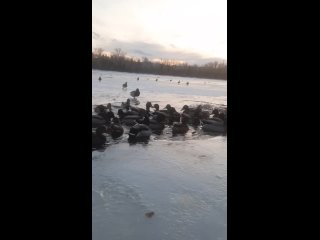 На берегу батюшки-Енисея