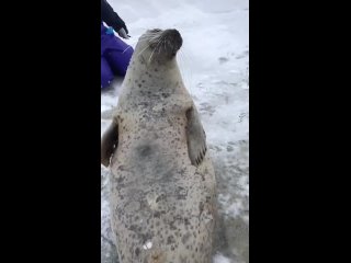 Baybee wants u 2 spread the word 2 save and protect seals in Norway~❤️🦭 (aguhiyori 🦭🤝.mp4