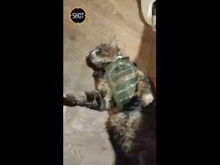 Боевому коту Мухичу с передовой подарили настоящий броник по размеру