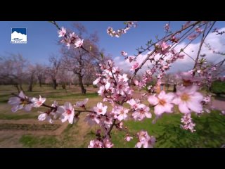 Весна в Кашмире. Цветущий миндаль. 🌸