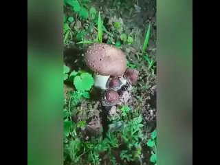 Процесс выращивания грибов