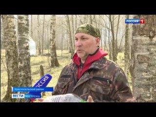 В лесах Костромской области стартовал сезон сбора березового сока