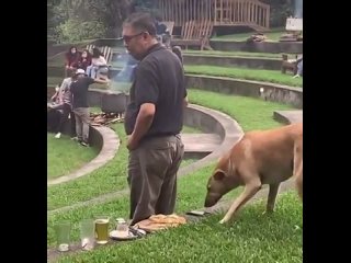 Dog gives food to a homeless man