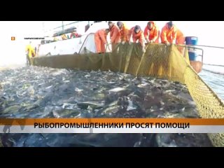 Владельцы рыбзаводов заявили о невыполнимых требованиях к производству