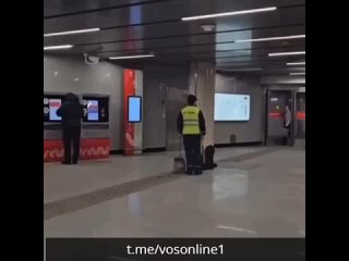 Работник станции метро пытался выгнать потерявшуюся собаку на мороз в Подмосковье.