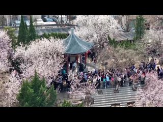 В Тяньцзине открылся ежегодный Фестиваль цветения персика