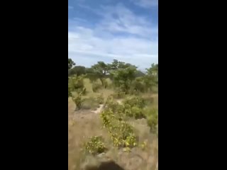 Разъярённый слон убил американского туриста в Замбии