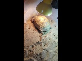 Божья коровка 🐞 и сухопутная черепаха 🐢