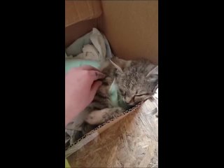 Кошка (не могла разродиться) вернулась после операции