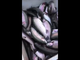 Video by fresh_fish_dmd