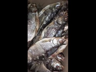 Видео от Рыбный День