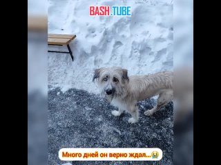 🇷🇺 В Екатеринбурге пёс по кличке Зевс ждёт бойца, который ушёл на СВО