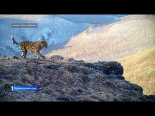 Популяция редчайших дальневосточных леопардов достигла 129 особей в Приморье
