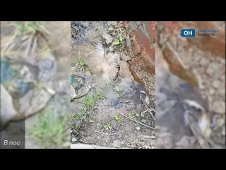 Жителей Орловского округа затапливает водой из люка