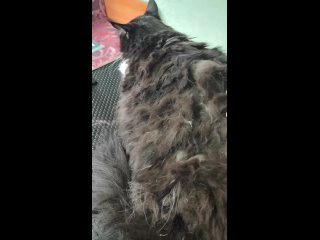 Video by Pet - Yes | Стрижка кошек и собак | Троицк