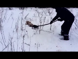 Мужчина спас лису, хвост которой вмерз в снег