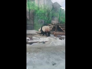Большая панда Жуи.mp4