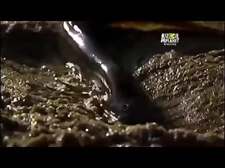 Peixe pulmonado africano_ O elo perdido entre peixes, répteis e anfí