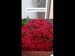 Домашние цветочки | комнатные растения 105
