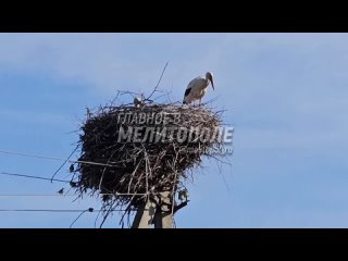 Символ новой жизни в Запорожской области  к нам прилетел аист