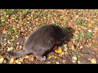 Кот Сильвер и осень - смешные животные - злой Британец