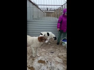 Видео от Помощь собакам находящимся в отлове п. Мурмаши