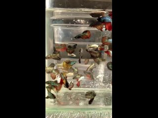 Видео от Бойцовая рыбка ПЕТУШОК. Betta Splendens