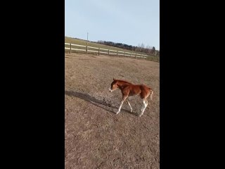 Видео от Конные прогулки, обучение-Навля